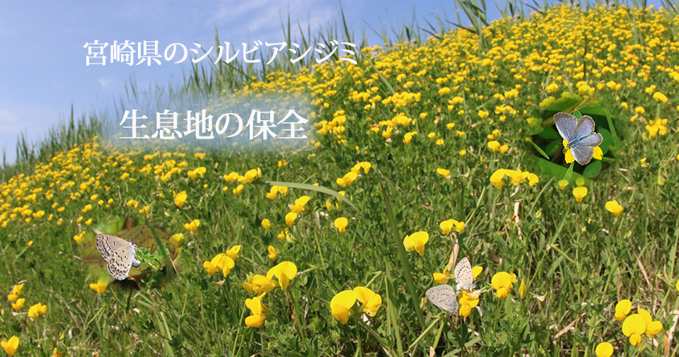 シルビアシジミ保全