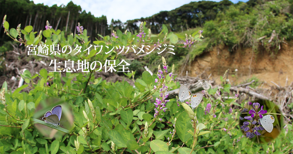タイワンツバメシジミ保全