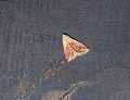 button1