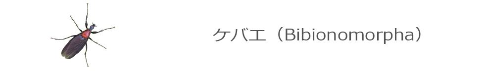 ケバエ