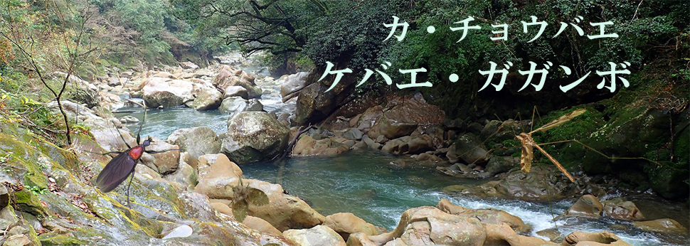 双翅目長角亜目