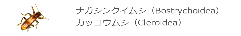 カッコウムシ