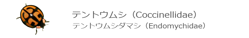 テントウムシ