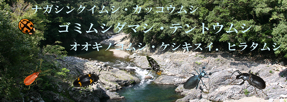 ゴミムシダマシ