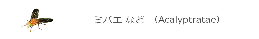 アシナガヤセバエ・シュモクバエ・メバエ・ミバエ・ヤチバエ・ヒメコバエ・ミギワバエ