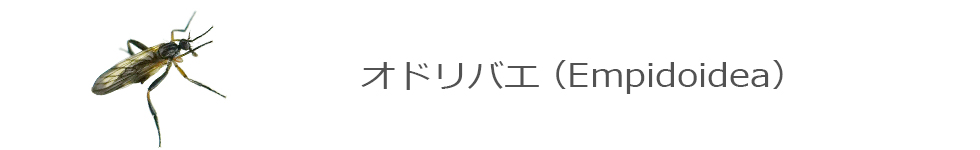 オドリバエ