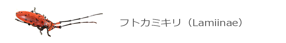 フトカミキリ
