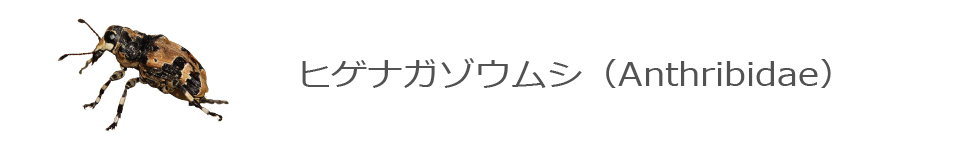ヒゲナガゾウムシ