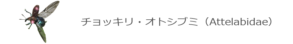 チョッキリ・オトシブミ
