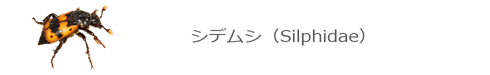 シデムシ