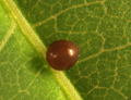 button2