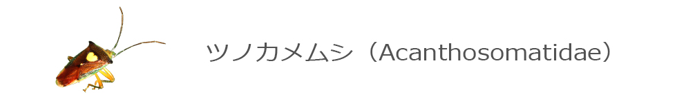 ツノカメムシ