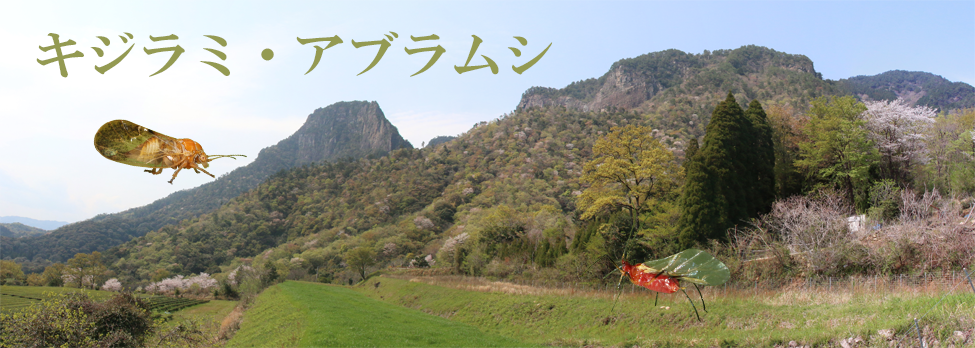 キジラミとアブラムシ