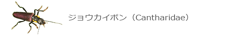 ジョウカイボン
