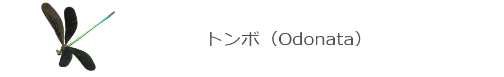 トンボ