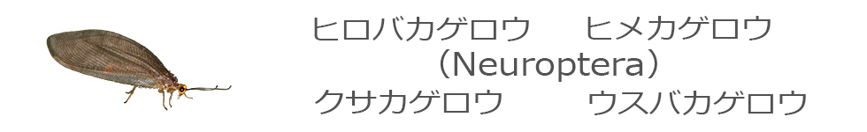 ヘビトンボ