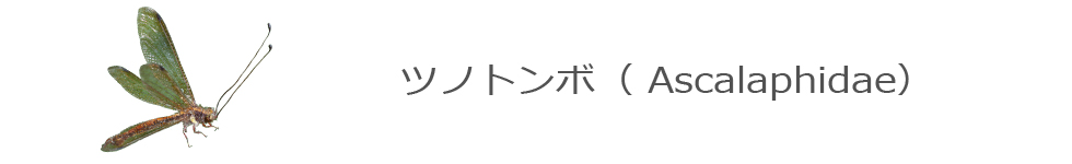 ツノトンボ